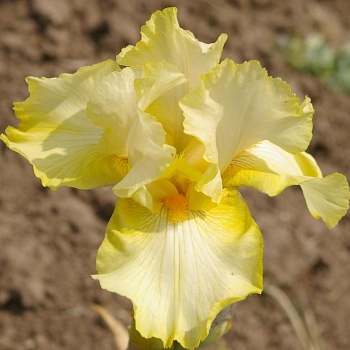 Ирис германский Primrose  Drift