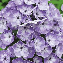 Флокс метельчатый  Younique Grey Blue White