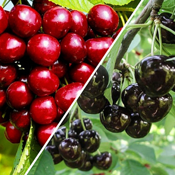 Черешня гибрид Ревна + Ленинградская Чёрная