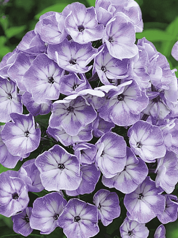 Флокс метельчатый  Younique Grey Blue White