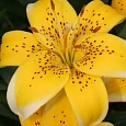 Лилия Yellow Electric