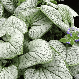 Бруннера крупнолистная Silver Heart