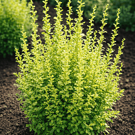 Барбарис тунберга Silver Pillar