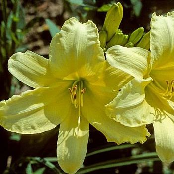 Лилейник гибридный Фрейгрант Рефлекшн