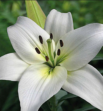 Лилия азиатская Навона