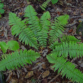 Щитовник толстокорневищный