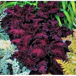 Колеус Блэк Дракон