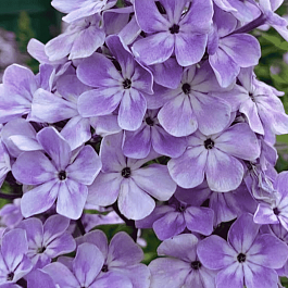 Флокс метельчатый Горожанка