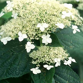 Гортензия древовидная White Dome