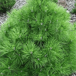 Сосна чёрная Nana