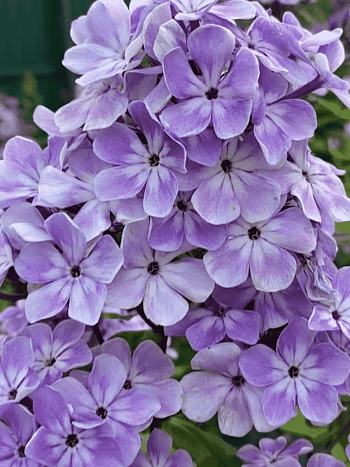 Флокс метельчатый Горожанка