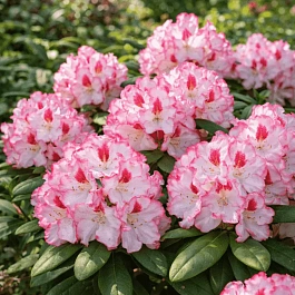 Рододендрон гибридный Danuta