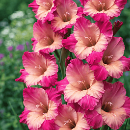 Гладиолус Ted's Favourite