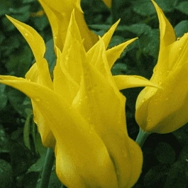 Тюльпан Dancing Show