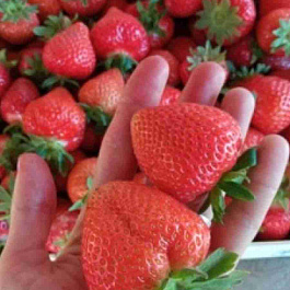 Земляника садовая Аргентера