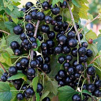 Смородина черная Александрина