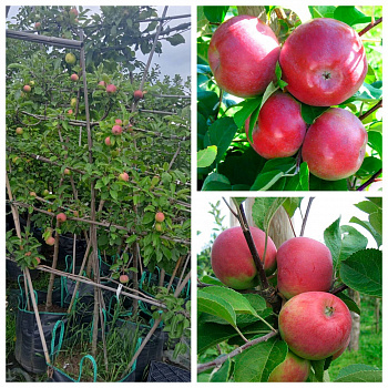Яблоня пальметта на шпалере 5 лет+ Лобо-Красное раннее