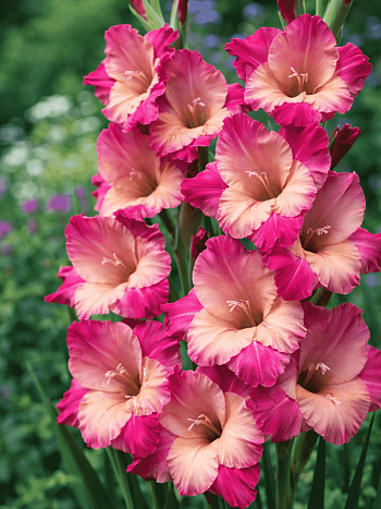 Гладиолус Ted's Favourite