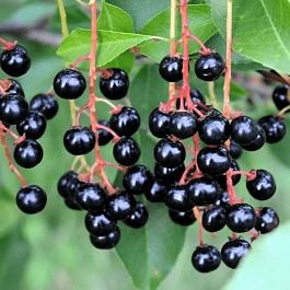 Черемуха обыкновенная