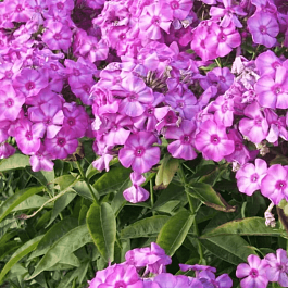 Флокс метельчатый Junior Abundance