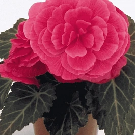 Бегония клубневая Nonstop Мосса Pink Shades