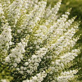 Вереск обыкновенный Kinlochruel