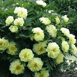 Пион ИТО Bartzella