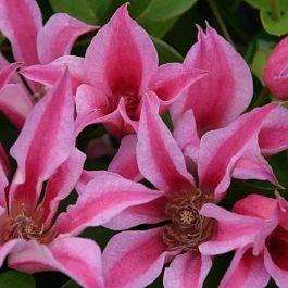 Клематис Duchess of Albany