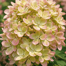 Гортензия метельчатая Pastel Green
