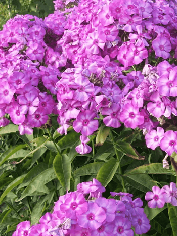 Флокс метельчатый Junior Abundance