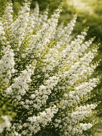 Вереск обыкновенный Kinlochruel