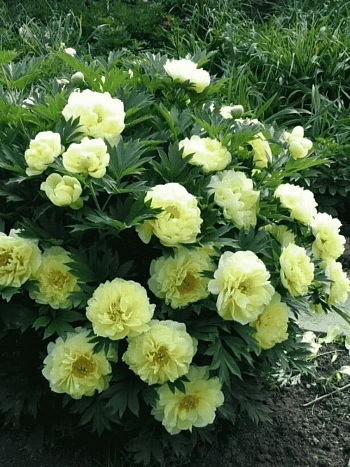 Пион ИТО Bartzella