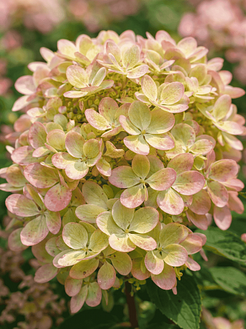 Гортензия метельчатая Pastel Green