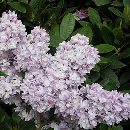 Сирень обыкновенная П.П.Кончаловский