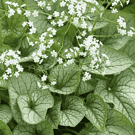 Бруннера крупнолистная Mister Morse