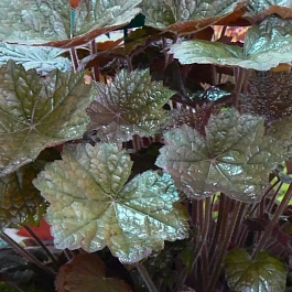 Гейхера Blackout