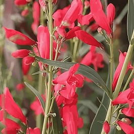 Пенстемон бородатый Praecox Nanus