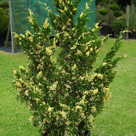 Можжевельник китайский Стрикта Варигата