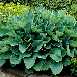 Хоста зибольда Элеганс Хоста зибольда Элеганс