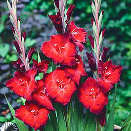 Гладиолус Бамбино Азурро