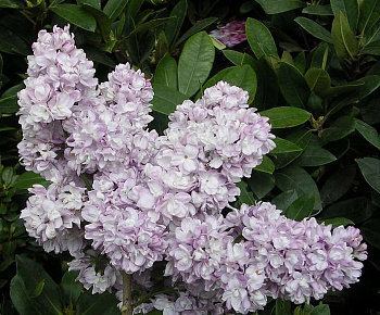 Сирень обыкновенная П.П.Кончаловский