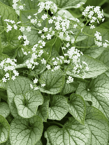 Бруннера крупнолистная Mister Morse