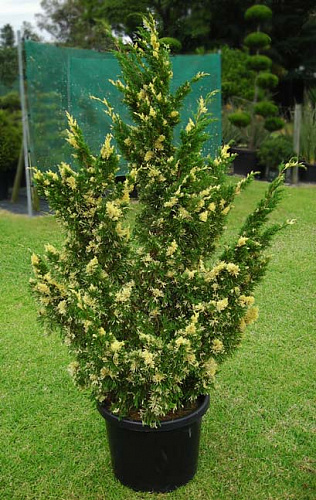 Можжевельник китайский Стрикта Варигата