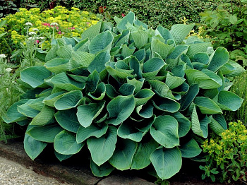 Хоста зибольда Элеганс