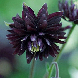 Аквилегия гибридная МакКаны Барлоу Блэк