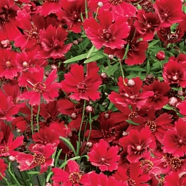 Кореопсис Cherry Pie