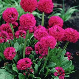 Примула мелкозубчатая Prom Deep Rose