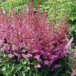 Астильба китайская Вероника Клоз