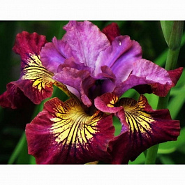 Ирис сибирский Мисс Эппл Ирис сибирский Мисс Эппл