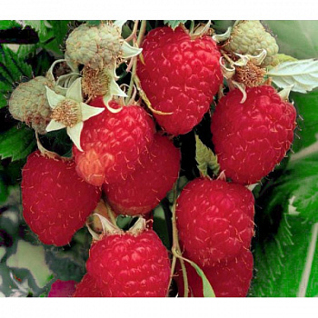 Малина ремонтантная Химбо Топ